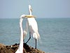 Fotos del Medio Ambiente - Cartagena de Indias